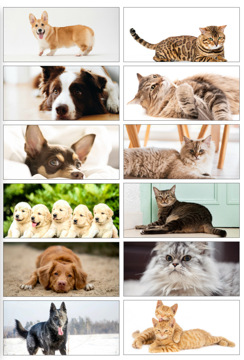 Calendario Cani e Gatti 24